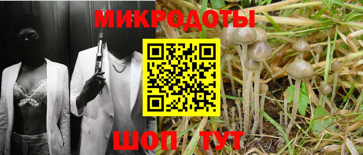 Будённовск  Галлюциногенные грибы Psilocybe  Вход с VPN 